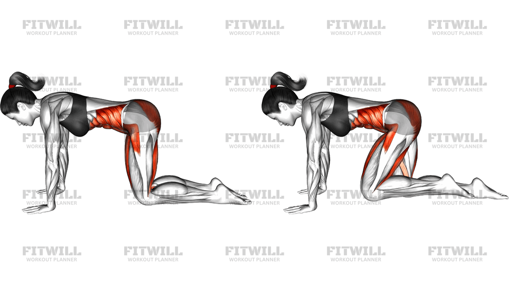Bird Dog Curl Yoga Pose