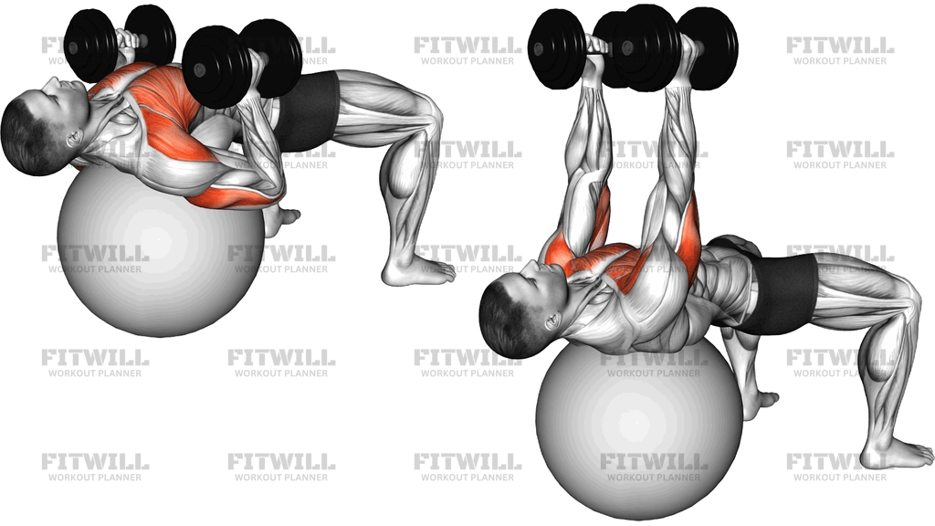 Dumbbell Hammer Press On Exercise Ball