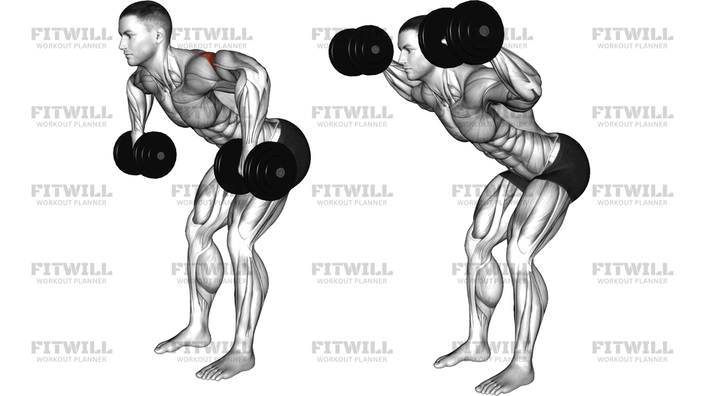Dumbbell Bent Over External Rotation