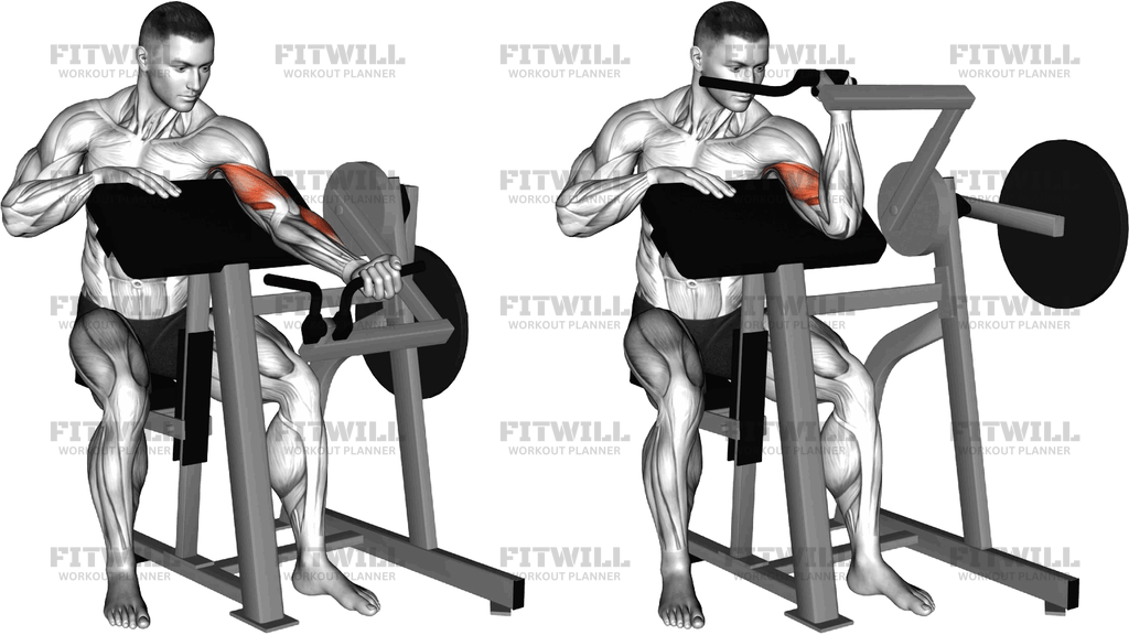 Lever Single Arm Preacher Curl (Plate Loaded)
