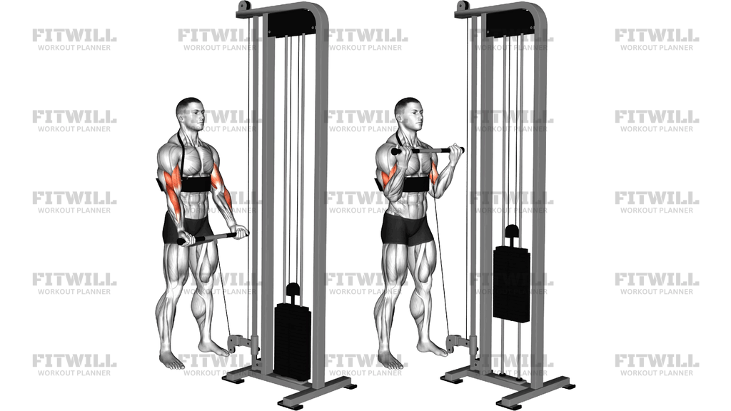 Cable Biceps Curl (With Arm Blaster)