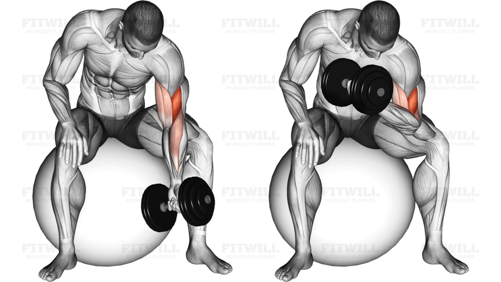 Dumbbell One Arm Concetration Curl (on stability ball)