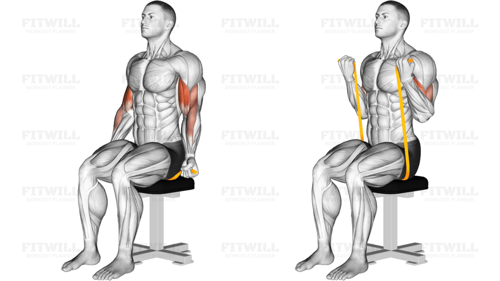 Resistance Band Seated Biceps Curl