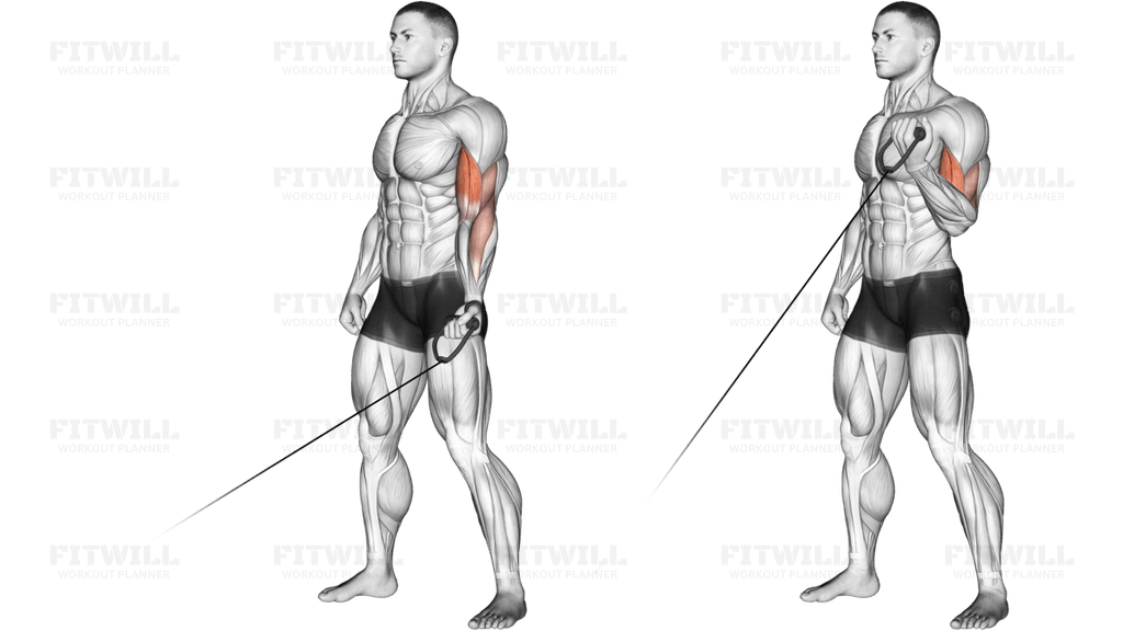 Cable One Arm Curl