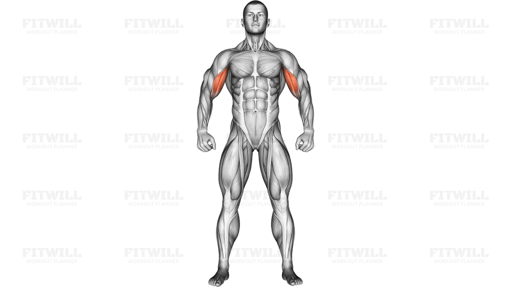 Body muscles. Front view