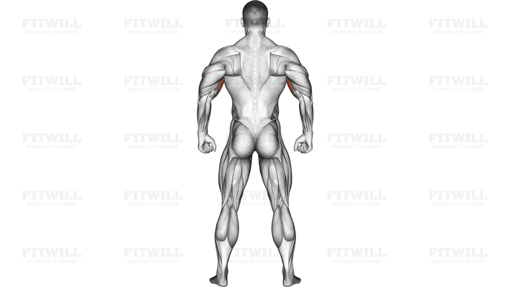 Body muscles. Back view