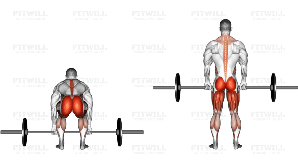 Barbell Deadlift back view