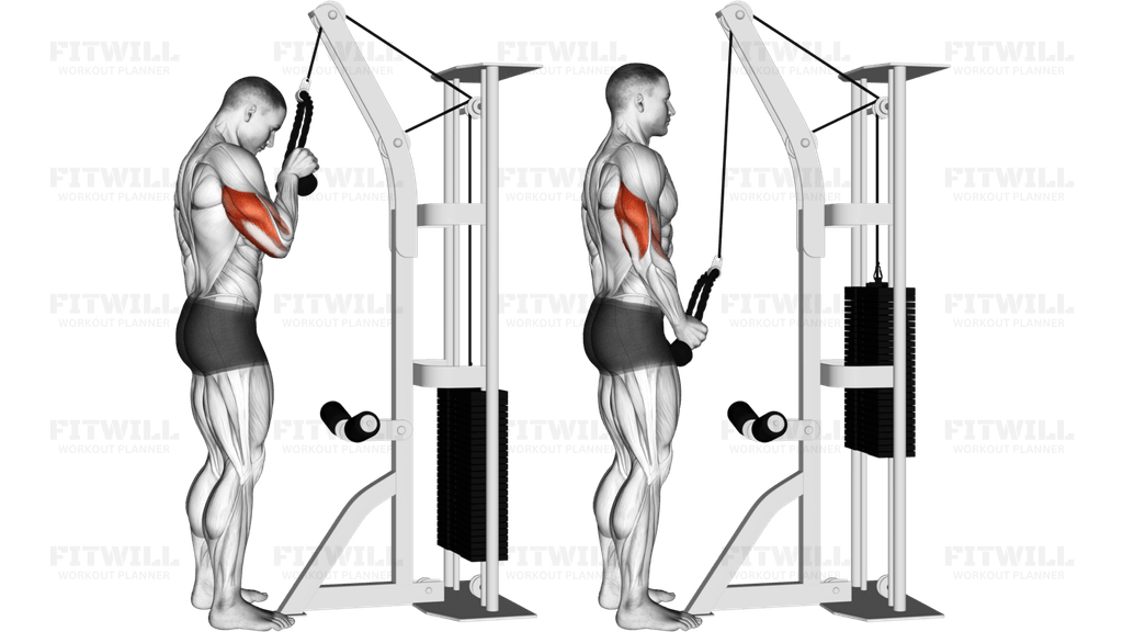 Cable Standing One Arm Tricep Pushdown (Overhand Grip)