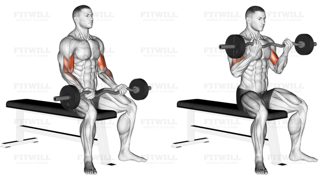 EZ Barbell Seated Curls