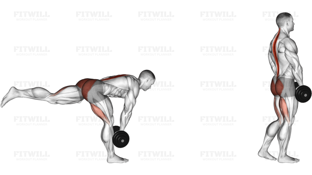 Dumbbell Single Stiff Leg Deadlift