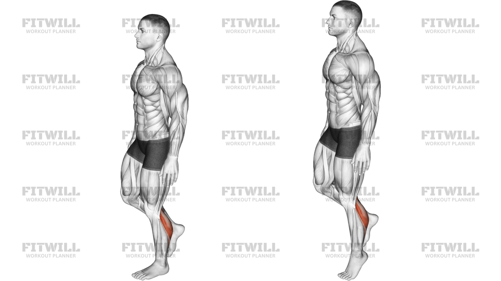 Standing Single Leg Calf Raise Balance: Guide, Techniques, Benefits, How to, Muscles Worked, Tips & Tricks | Fitwill