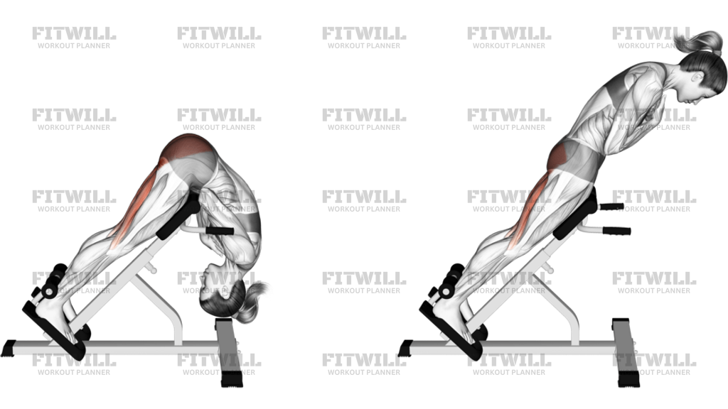 Hip - Medial Rotation (Internal Rotation) - Articulations: Guide ...